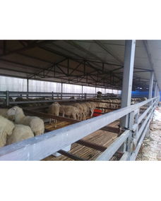 焦作市中站區(qū)兵帥養(yǎng)殖專業(yè)合作社 專業(yè)動物養(yǎng)殖與銷售的綠色典范